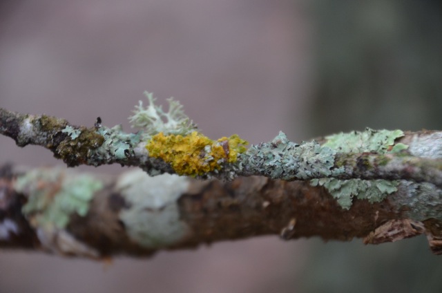 2011 12 A la découverte des lichens 20